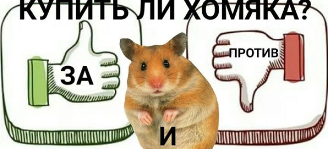 Как уговорить маму купить хомяка