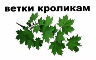 Какие ветки можно давать кроликам