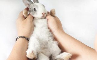 Как определить пол кролика по половых признаках