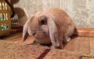 Вислоухий кролик Карликовый баран: особенности ухода и содержания