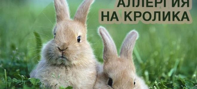 Аллергия на кроликов у ребенка и взрослого