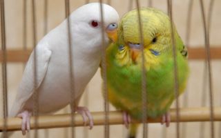 Как назвать попугая: красивые, красивые имена и клички для птицы