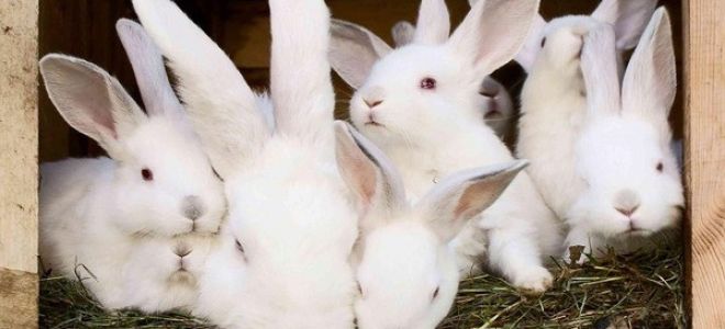Почему крольчиха съедает или разбрасывает своих крольчат
