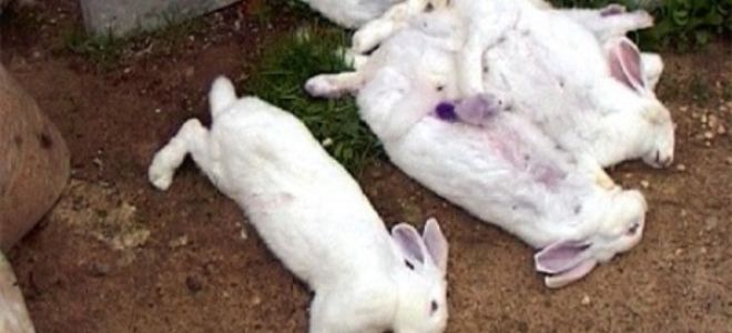 Почему умирают кролики без видимых причин: основные причины и способы их решения