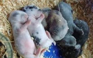 Что нужно знать о родах у крольчихи