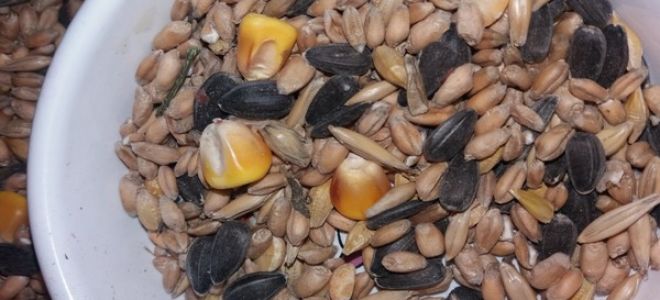 Можно ли морским свинкам семечки, какие и в каком виде