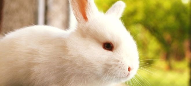 Можно ли давать кроликам рожь и в каких количествах