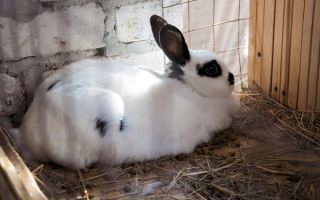 Как узнать что крольчиха беременна