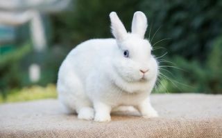 Карликовый кролик Гермелин: описание, особенности содержания, ухода и разведения
