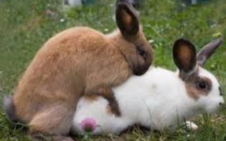 Спаривание кроликов в домашних условиях для начинающих: как грамотно улучшить генофонд