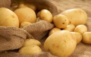Можно ли кормить кроликов сырой и вареной картошкой