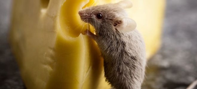 Можно ли крысам сыр, молоко, творог и молочные продукты