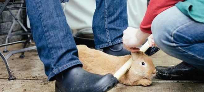 Как правильно и безболезненно забить кролика