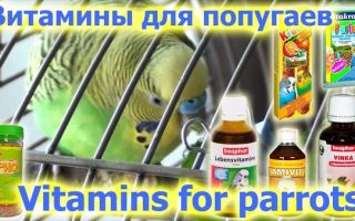 Витамины и минеральные смеси для попугаев волнистых, корелла, жако, неразлучников и других