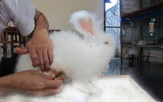 Симптомы и лечение мастита у крольчихи