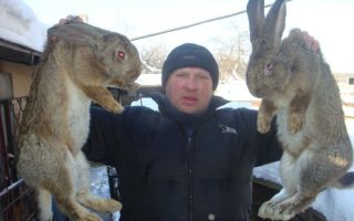 Обзор мясных пород кроликов для домашнего разведения