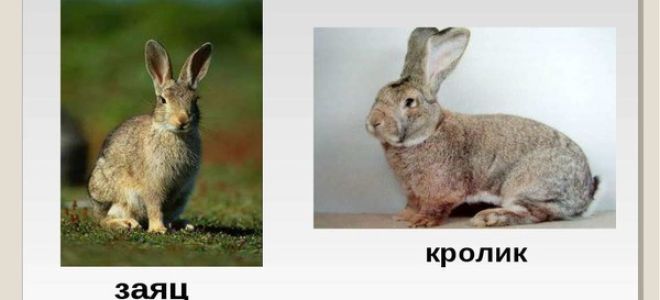 Чем отличается кролик от зайца: сходство и разница
