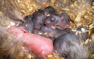 Новорожденные кролики: уход и содержание