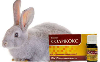 Инструкция по применению препарата соликокс для кроликов