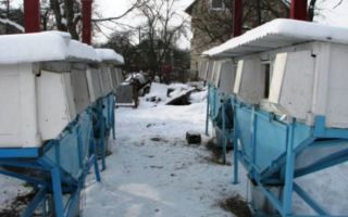 Как содержать кроликов зимой на улице